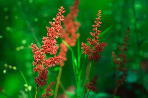 Astilbe flowers Stock Photos