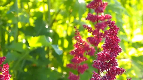 Astilbe Vídeo Stock 25183486
