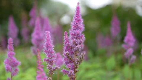 Astilbe Japonica also called false buck's beard flowering plant Stock Footage 344046689