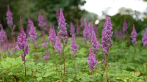 Astilbe Japonica also called false buck's beard flowering plant Stock Footage 344046744