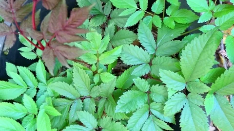 Astilbe leaves Stock Footage 108794455