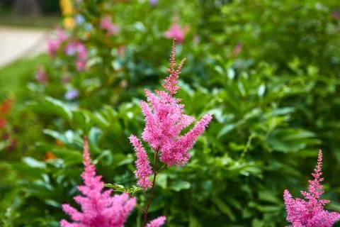 Astilbe Stock Photos