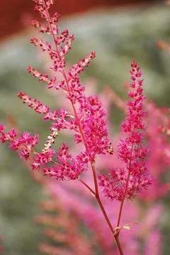 Astilbe Stock Photos