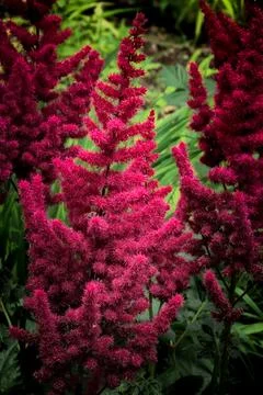 Astilbe Stock Photos