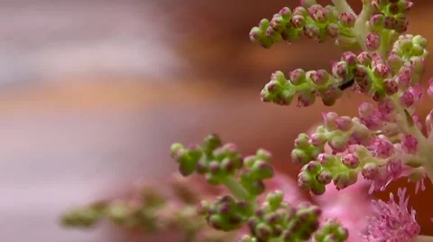 Astilbe pink with ants Stock Footage 53868736