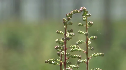 Astilbes focus pull Stock Footage 58010722