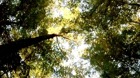 Astonishing View of the Upper Branches of the Trees From the Machine Driving Stock Footage 59760833