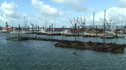 Astoria Seals on Dock 库存影片 611297
