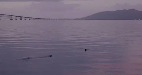 Astoria Seascape Stock Footage 260668315