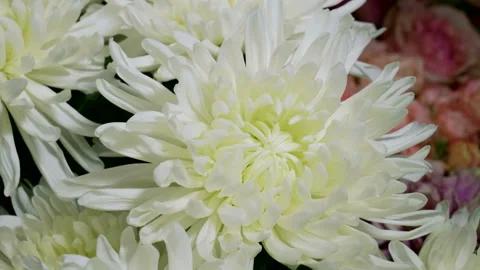 Astra. Close-up shot of white aster flower in a florist's. 4K Stock Footage 109476641