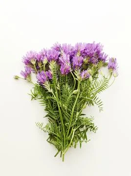 Astragalus danicus flowers Stock Photos