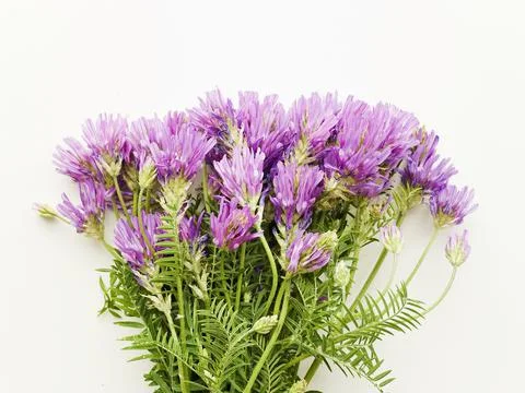 Astragalus danicus flowers Stock Photos