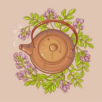 Astragalus tea illustration Stock Illustration