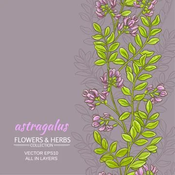 Astragalus vector background Illustrazione stock