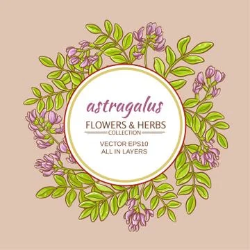 Astragalus vector frame Stock Illustration