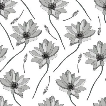 Astragalus vector illustration on a white background. Linear gerbera pattern. Stock Illustration