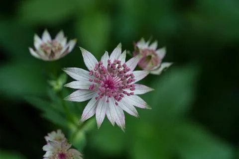 Astrantia flower. Фото
