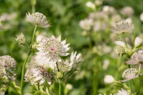 Astrantia flowers Stock Photos