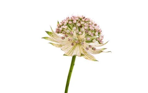 Astrantia isolated Stock Photos