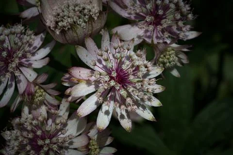 Astrantia major Stock Photos