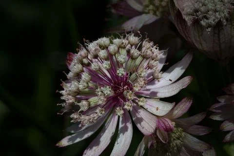 Astrantia major Stock-Fotos