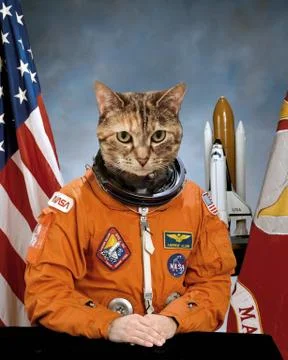 Astro Kitty Stock Photos