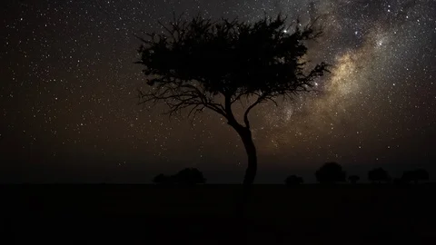 Astro timelapse of a Shepherds tree silhouetted against the African night sky Stock Footage