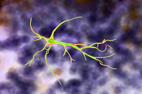 Astrocyte, a brain glial cell Stock Illustration