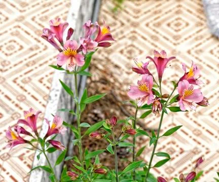 Astromelia Stock Photos