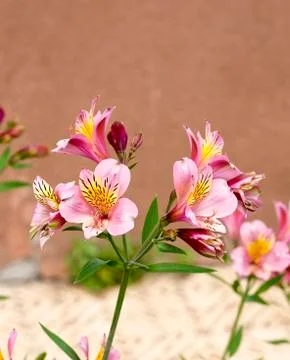 Astromelia Stock Photos