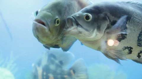 Astronotus ocellatus, couple Stock Footage 50366880