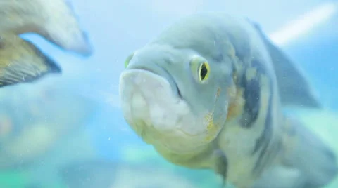 Astronotus ocellatus Stock Footage 50366883