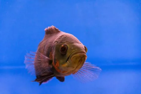 Astronotus ocellatus Stock Photos