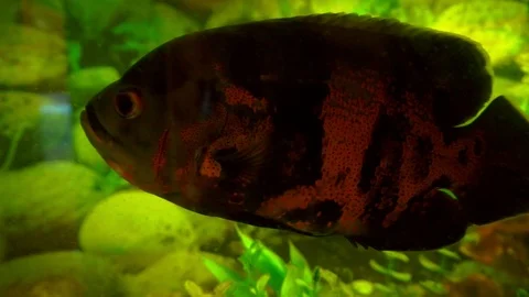 Astronotus ocellatus (Tiger), big fresh-water fish close-up Stock Footage