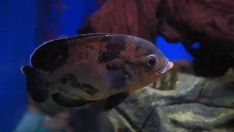 Astronotus ocellatus Tiger, - big fresh-water fish, South American cichlid Stock Footage
