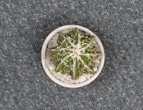 Astrophytum Fukuryu Haku jo Cactus. Isolated on white background. Close Up Stock Photos
