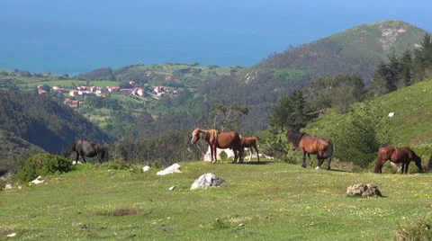 Asturian horses Stock Footage 25763169