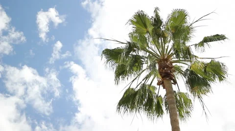 ASU Palm Tree Blue Sky Clouds - Background Stock Footage 50525906