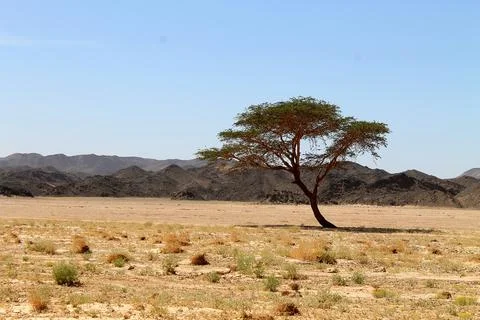 Aswan Stock Photos
