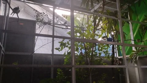 Asylum Bird Видео 281298849