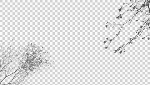 Asymmetric bare tree branches isolated on transparent background layout Stock Illustration