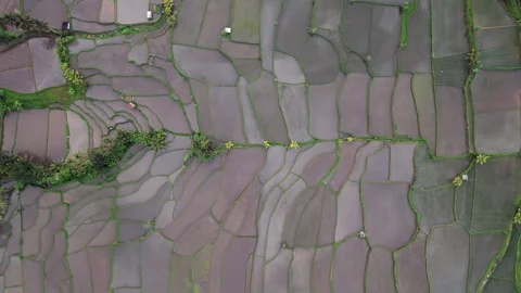 Asymmetrical rice fields filled with water, some planted with young seedlings Stock Footage 243878973