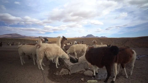 Atacama desert, Chile. Circa 2019. Stock Footage 104740887