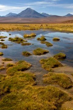Atacama Desert - Chile Stock Photos