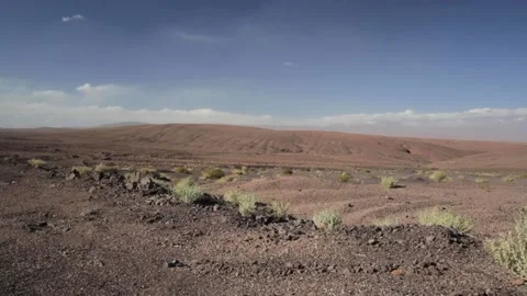 Atacama Desert Plants Stock Footage 143447699