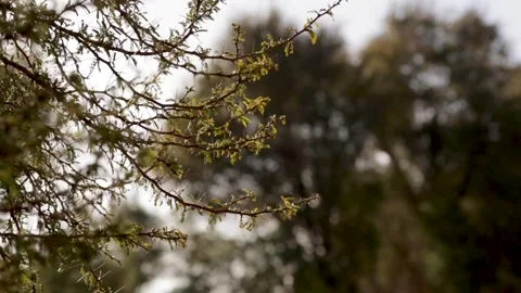 Atacama Desert Plants Stock Footage 143447733