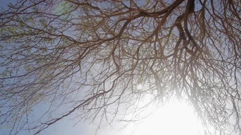 Atacama Desert Plants Stock Footage 143447755