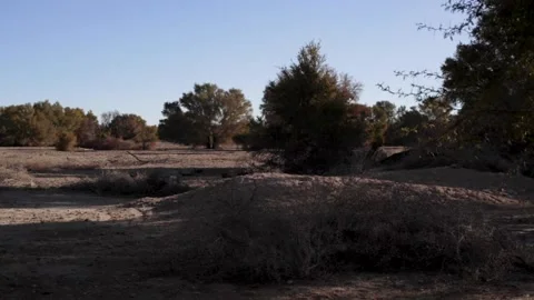 Atacama Desert Plants Stock Footage 143447787