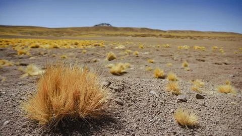 Atacama Dessert Stock Photos