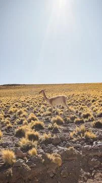Atacama Stock Photos